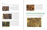 دانلود کتاب پرورش زنبور عسل و تولید محصولات آن پایه یازدهم (PDF📁) 227 صفحه-1