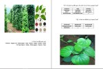 دانلود کتاب فلفل سیاه سلطان ادویه ها اسماعیل پور کاظم (PDF📁) 57 صفحه-1