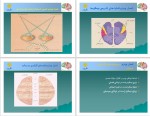 دانلود کتاب مقدمات نوروپسیکولوژی (عصب – روانشناسی) احمد علی پور (PDF📁) 160 صفحه-1
