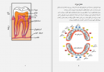 دانلود کتاب سلامت دندان و دهان لقمان محمدیان (PDF📁) 35 صفحه-1